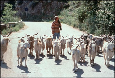 Shepherd