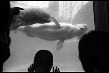 Aquarium
