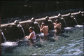 Bathers