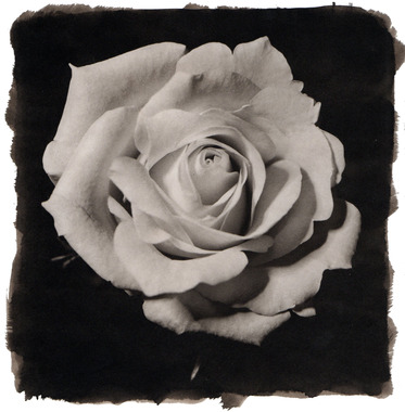 Rose, Platinum