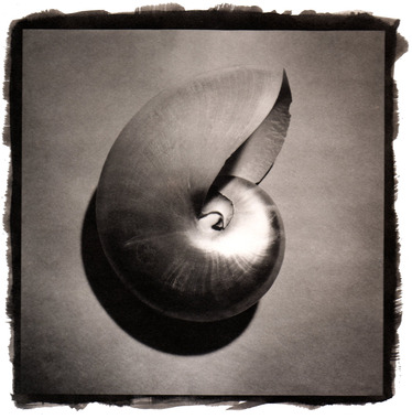 Shell, Platinum