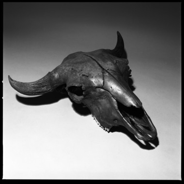 Fossilized Bison skull