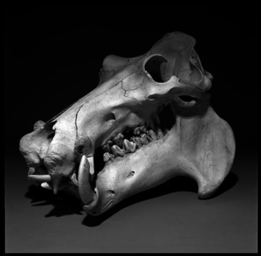 Hippopotamus-skull-02