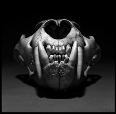 Lion Skull
