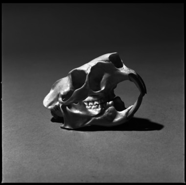 Porcupine Skull