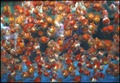 Goldfish