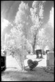 Nunhead Cemetery