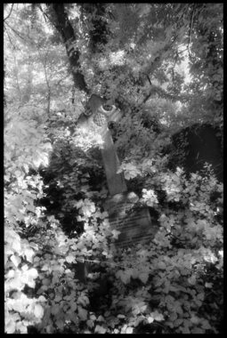 Nunhead Cemetery