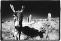 Derrinataggart Circle & Donkey 