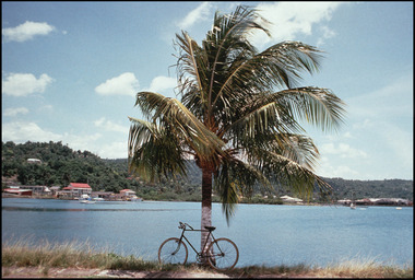 Palm Tree & Bike