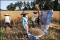 Rice threshing