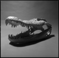 Alligator Skull 