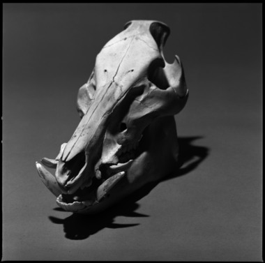 Boar Skull