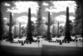 Woodlawn Cemetery Infra Red